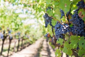 Cientistas da Universidade de Coimbra testam novos sistemas inteligentes de monitorização de vinhas