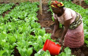 SÃO TOMÉ E PRÍNCIPE: O fundo das Nações Unidas para agricultura e alimentação concede 350 mil dólares