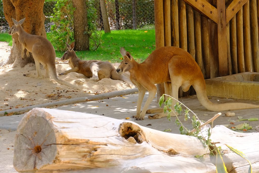 zoo canguru