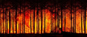 Fogos florestais: mudanças implementadas em Portugal após os trágicos incêndios de 2017