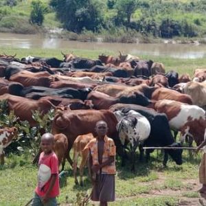Moçambique: Falta de serviços veterinários preocupa criadores de gado no Niassa