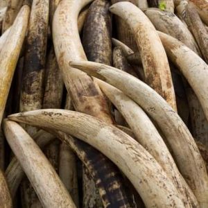 Moçambique: Professores respondem em tribunal por venda de marfim
