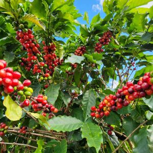 Brasil: Instaladas unidades para manejo regenerativo e redução de carbono em ambientes de cafeicultura